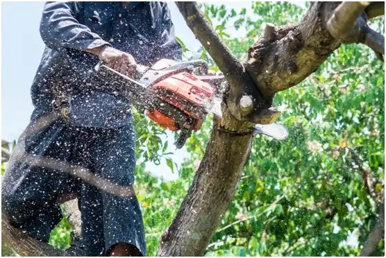 tree services Umatilla